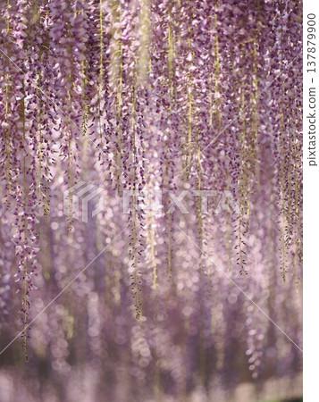 一幅描繪兒童公園裡沐浴在晨光中的紫藤花架的畫作。 137879900