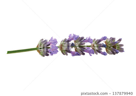Lavender branch blooms with purple flowers, isolated, PNG Lavender branch blooms with purple flowers, isolated, PNG 137879940