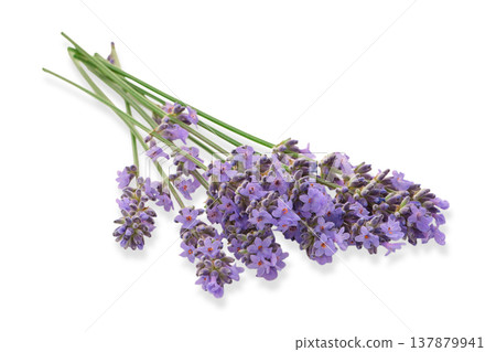 Lavender flowers with green stems in a bunch, isolated, PNG 137879941