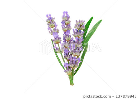 Bright lavender flowers with green leaves, isolated, PNG Bright lavender flowers with green leaves, isolated, PNG 137879945