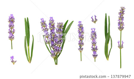 Lavender plants have varied flowers and leaves, isolated, PNG 137879947