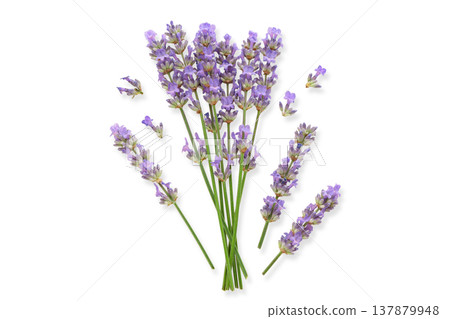 Lavender flowers are gathered and show various sizes, isolated, PNG Lavender flowers are gathered and show various sizes, isolated, PNG 137879948