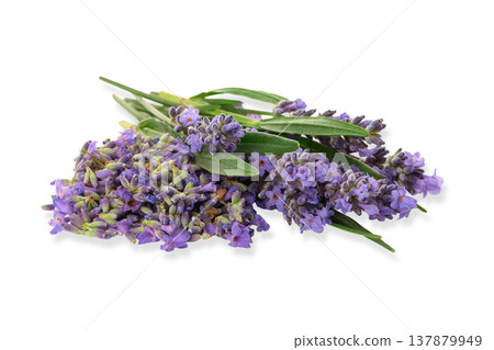 Lavender flowers paired with green leaves, isolated, PNG 137879949