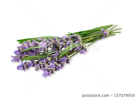 Purple-flowered lavender stems are gathered, isolated, PNG Purple-flowered lavender stems are gathered, isolated, PNG 137879950