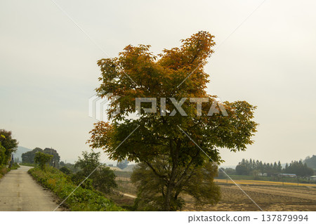 Han River bike path 137879994
