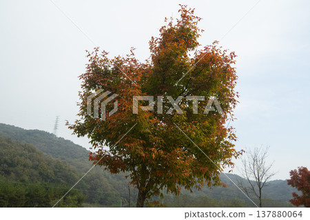 Han River bike path 137880064