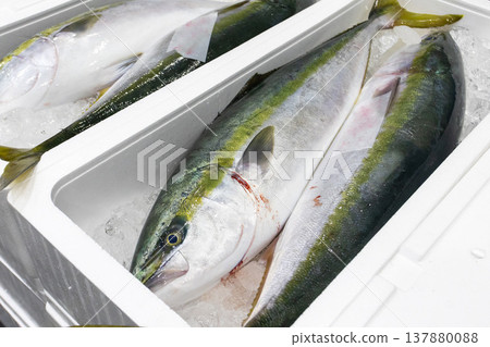 在福島的一個市場上，黃尾魚排成一列。 137880088