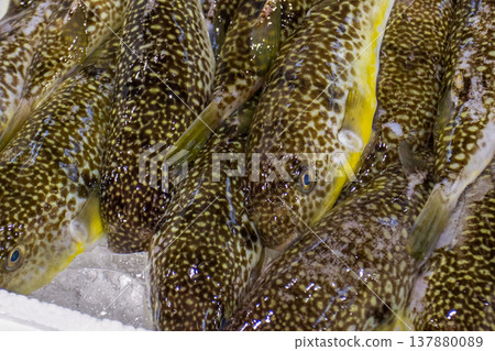 河豚之王－彼岸河豚（小齋河豚）在福島的一個市場上展出。 137880089