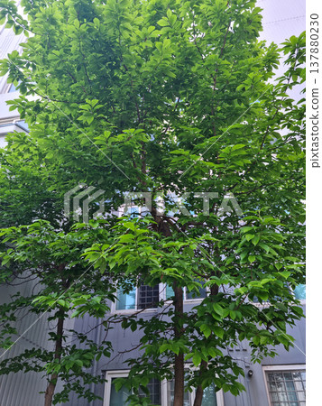 Magnolia tree Magnolia tree 137880230