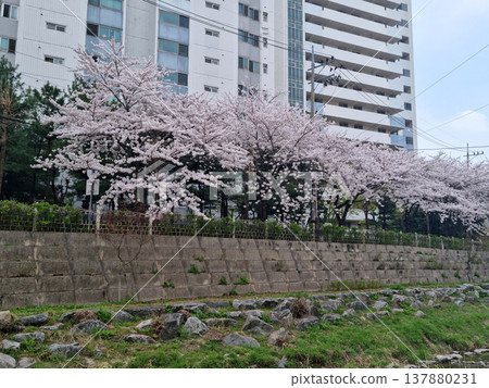 Cherry blossoms 137880231