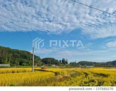 autumn golden rice field.  Rural landscape. 137880270
