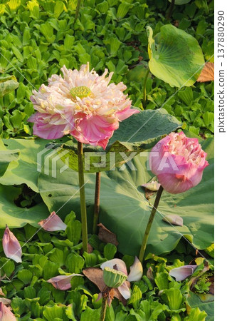Close up pink color fresh lotus blossom Close up pink color fresh lotus blossom 137880290
