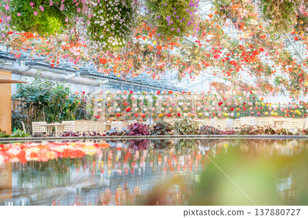 Colorful begonia flowers reflected on the water's surface - Spring/Autumn image Colorful begonia flowers reflected on the water's surface - Spring/Autumn image 137880727