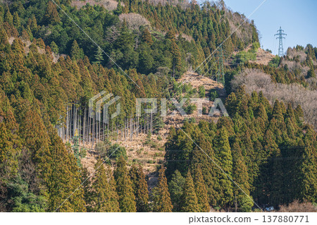 Coniferous forests of Lake Biwa, Nishi-Asai-cho, Nagahama City, Shiga Prefecture Coniferous forests of Lake Biwa, Nishi-Asai-cho, Nagahama City, Shiga Prefecture 137880771