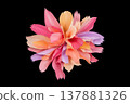 Painterly pastel blossom: compact ruffled petals in soft pink, peach and lavender. 137881326