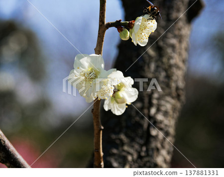 White plum blossoms (Rosaceae family), a cultivated variety called "Omoinomama" (meaning "as I wish"). 137881331