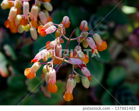 Greenhouse plant: Crassulaceae succulent plant, *Chochonomai* 137881483