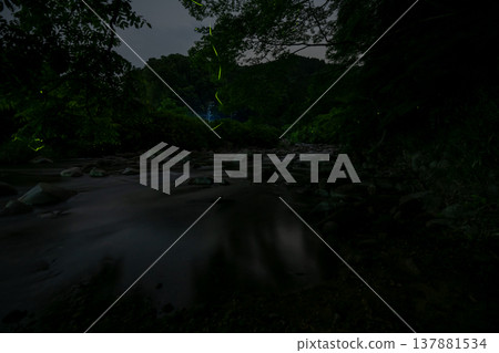 Mie Prefecture: Scenes of fireflies dancing - Summer image Mie Prefecture: Scenes of fireflies dancing - Summer image 137881534
