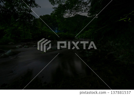 Mie Prefecture: Scenes of fireflies dancing - Summer image Mie Prefecture: Scenes of fireflies dancing - Summer image 137881537