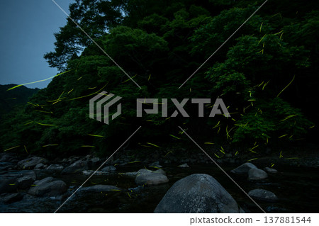 Mie Prefecture: Scenes of fireflies dancing - Summer image 137881544