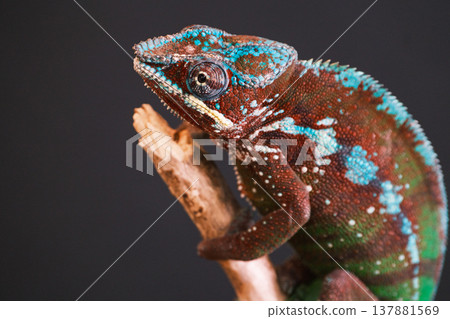 Chameleon 1 Chameleon 1 137881569