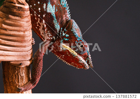 Chameleon 7 137881572