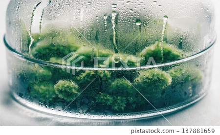 Lush green moss thriving inside a humid glass dome with condensation Lush green moss thriving inside a humid glass dome with condensation 137881659
