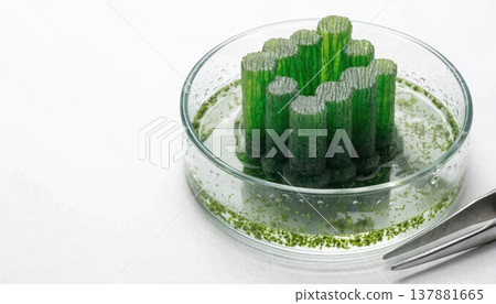 Petri dish with green algae grown into cylindrical structures for research 137881665