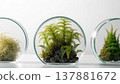 Three glass petri dishes with diverse miniature plant ecosystems 137881672