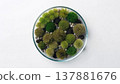 A circular dish filled with various green moss balls and stones viewed from above 137881676