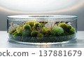 A miniature ecosystem of moss and mushrooms in a clear glass petri dish 137881679