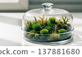 A miniature green forest ecosystem enclosed in a glass cloche 137881680
