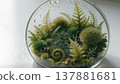 A miniature green moss and fern terrarium in a glass bowl 137881681