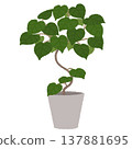 繖形榕的插圖 137881695