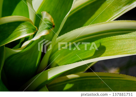 熱帶植物:鳳梨科,紅鳳梨(Anemone narcissiflora)的葉子。 熱帶植物:鳳梨科,紅鳳梨(Anemone narcissiflora)的葉子。 137881751