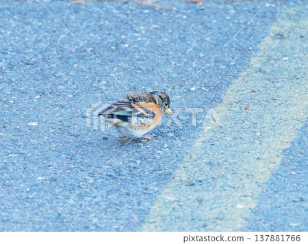 拍攝一隻布蘭布林 137881766