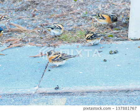 許多鳥類 137881767