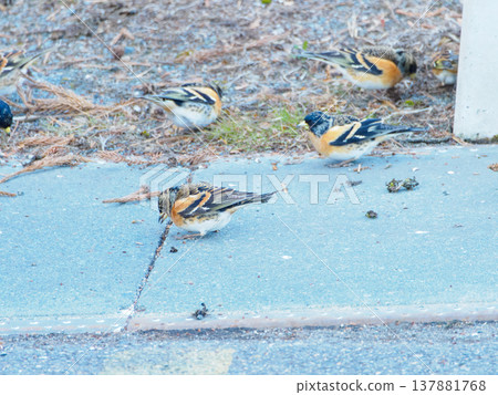 燕雀成群覓食 137881768