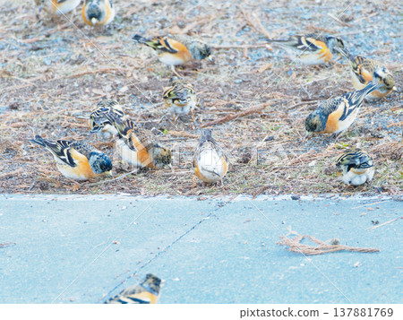 燕雀進食 137881769