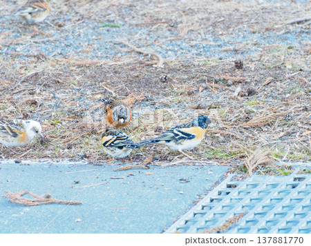 一群燕雀的高解析度照片 137881770