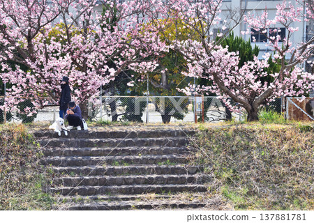 People resting beneath the spring-like cherry blossoms blooming on both banks of the Karikawa River. People resting beneath the spring-like cherry blossoms blooming on both banks of the Karikawa River. 137881781