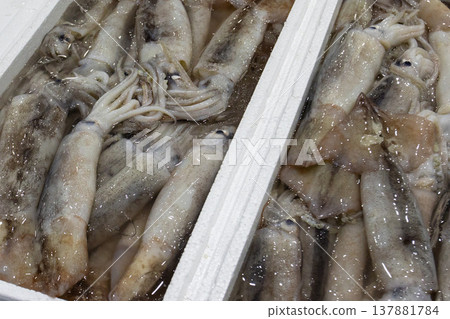 Freshly caught squid on display at the market Freshly caught squid on display at the market 137881784