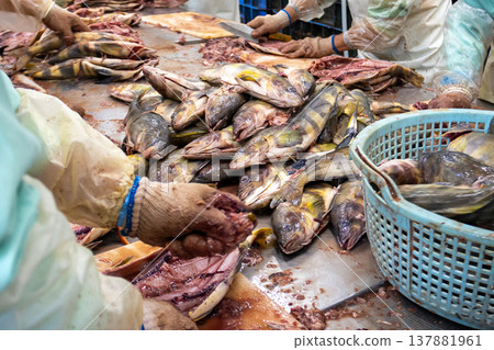 A person who prepares fish at a dried fish factory. A person who prepares fish at a dried fish factory. 137881961