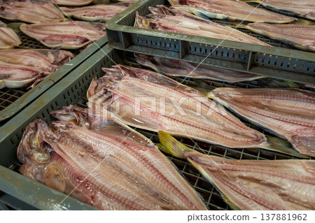 At a dried fish factory, a striped mackerel was caught. At a dried fish factory, a striped mackerel was caught. 137881962