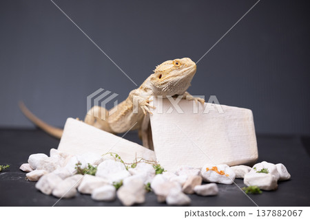 Bearded dragon 3 Bearded dragon 3 137882067