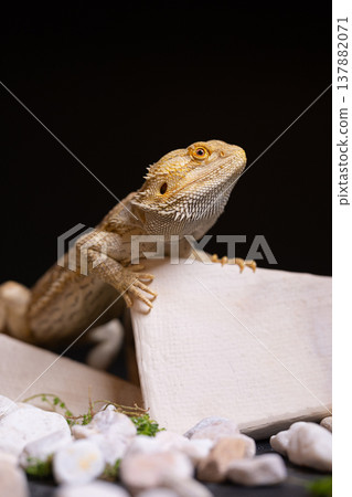 Bearded dragon 7 137882071