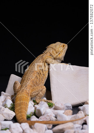 Bearded dragon 8 137882072