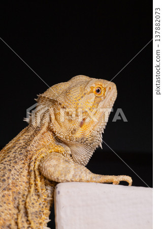 Bearded Dragon 9 137882073