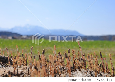 馬尾草和鄉村景色 1 137882144