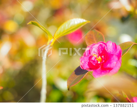 Close-up of camellia 137882151